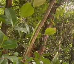 Anolis equestris