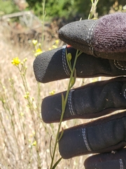 Gutierrezia californica