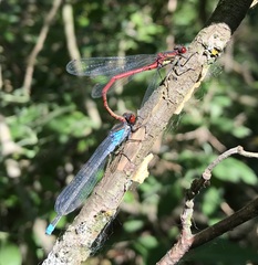 Erythromma najas