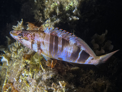 Serranus scriba
