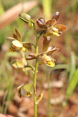 Eulophia parviflora