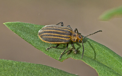 Neolochmaea dilatipennis