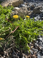 Taraxacum