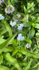 Myosotis scorpioides