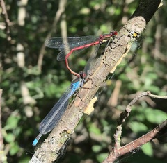 Erythromma najas