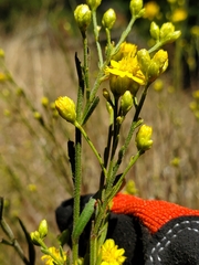 Gutierrezia californica