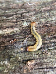 Dendroides canadensis