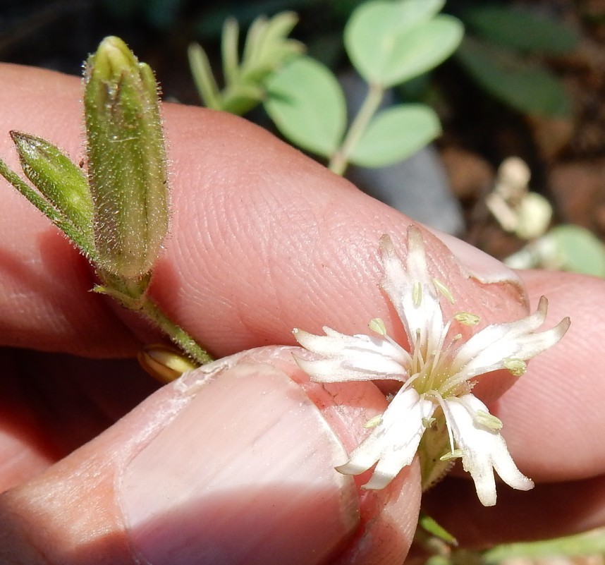 Silene aperta