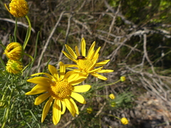 Euryops tenuissimus