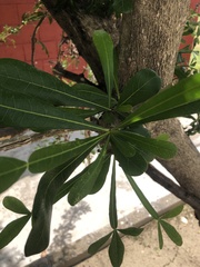 Crescentia alata