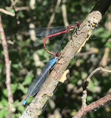 Erythromma najas