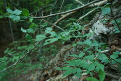 Euonymus verrucosus