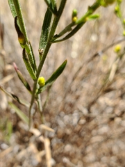 Gutierrezia californica