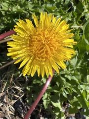 Taraxacum
