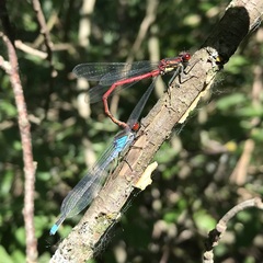 Erythromma najas