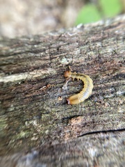 Dendroides canadensis