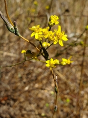 Gutierrezia californica