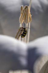 Diabrotica undecimpunctata