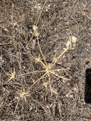 Angelica capitellata