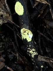 Austeria citrea image