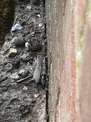 Gryllus pennsylvanicus