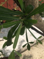 Crescentia alata