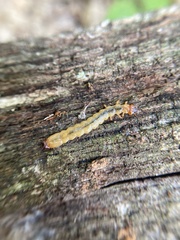 Dendroides canadensis