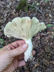 Lactifluus
