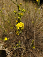 Gutierrezia californica