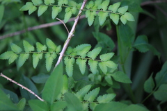 Lygodium microphyllum