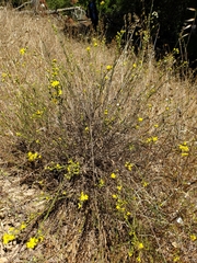 Gutierrezia californica