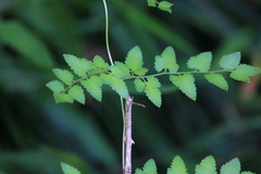 Lygodium microphyllum