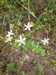 Sabatia angularis