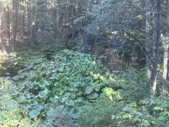 Darmera peltata