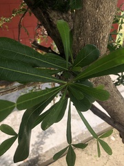 Crescentia alata