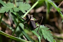 Pholidoptera griseoaptera