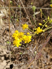 Gutierrezia californica
