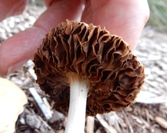 Agrocybe putaminum
