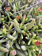 Ruschieae