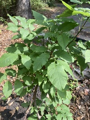 Fraxinus pennsylvanica
