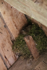 Troglodytes troglodytes