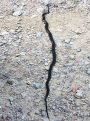 Pantherophis spiloides