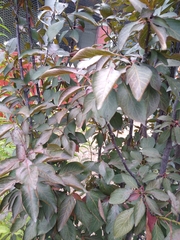 Prunus cerasifera