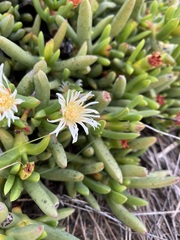 Ruschieae