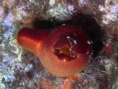 Halocynthia papillosa