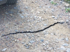 Pantherophis spiloides