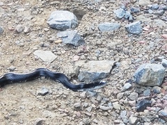 Pantherophis spiloides