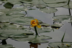 Nuphar
