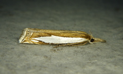 Crambus watsonellus