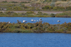 Phoenicopterus roseus